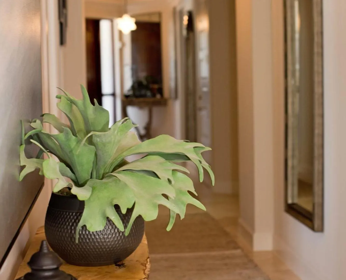 Seabreeze 8 - Luxury 4-Bedroom On Dog City Daire